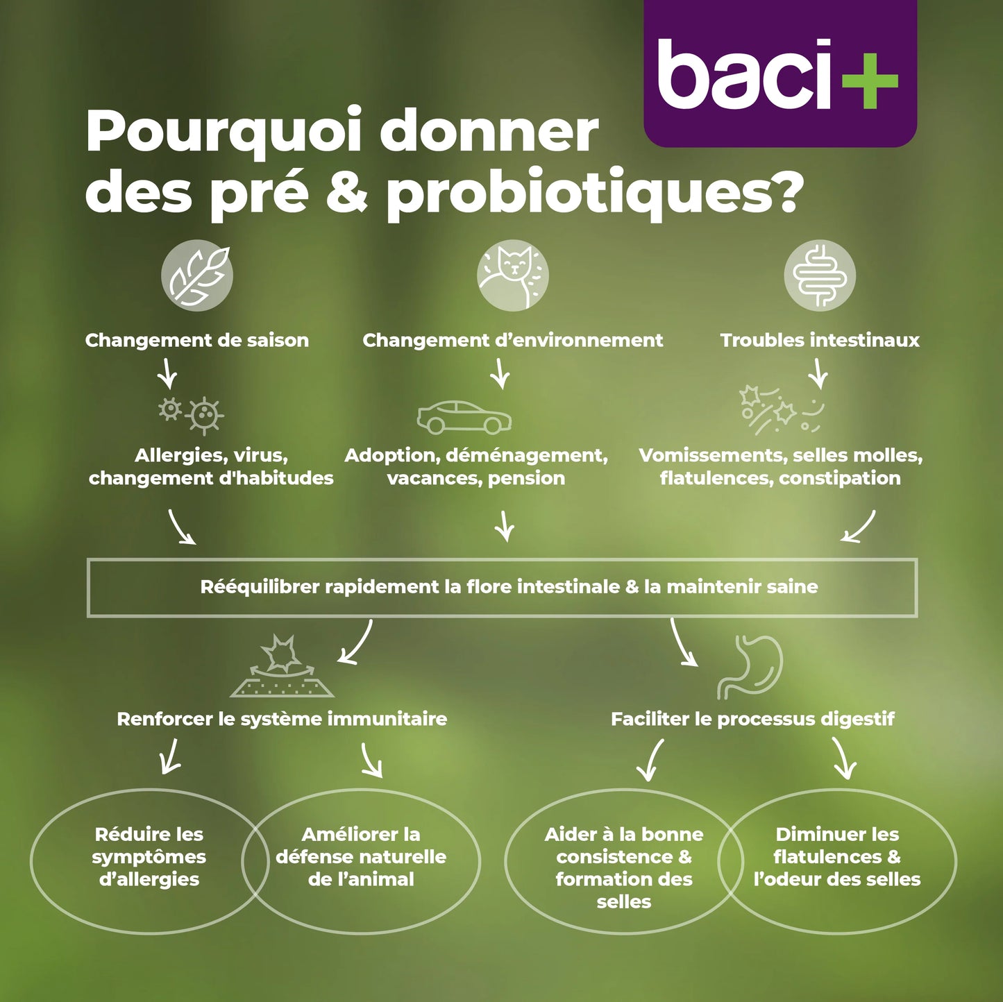 Trousse Boost Intestinal pour Chiens - Baci+