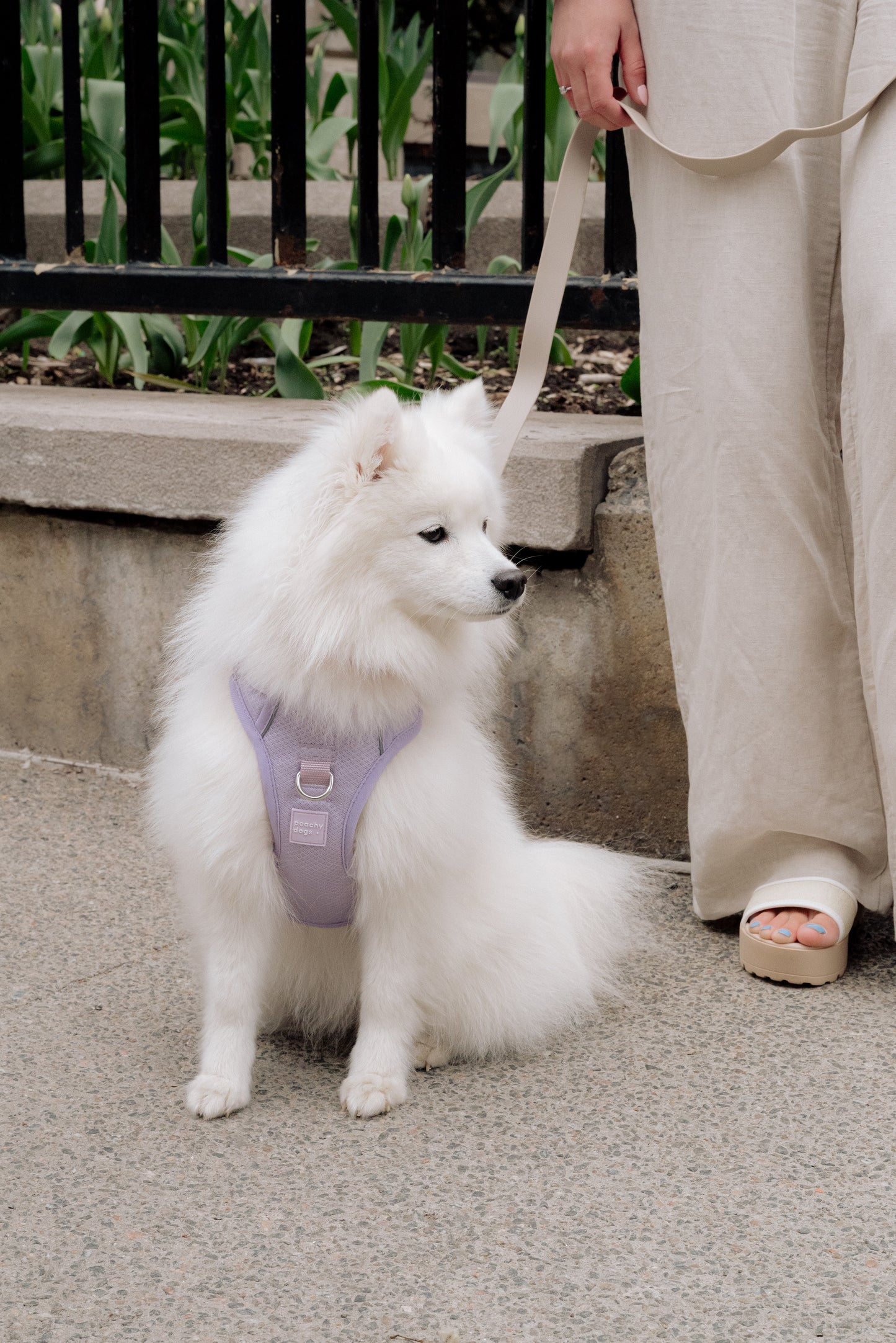 Harnais classique 2.0 - Lila - PEACHY DOGS