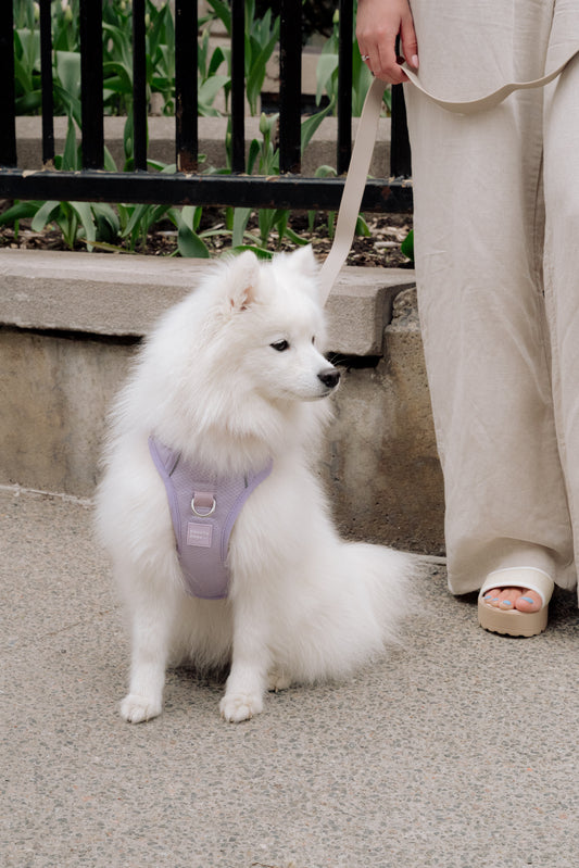 Harnais classique 2.0 - Lila - PEACHY DOGS
