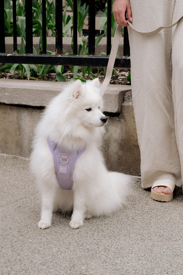 Harnais classique 2.0 - Lila - PEACHY DOGS