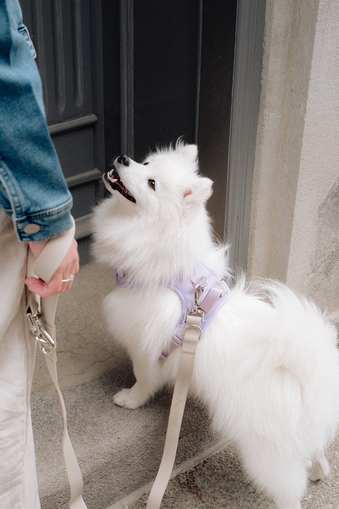 Harnais classique 2.0 - Lila - PEACHY DOGS