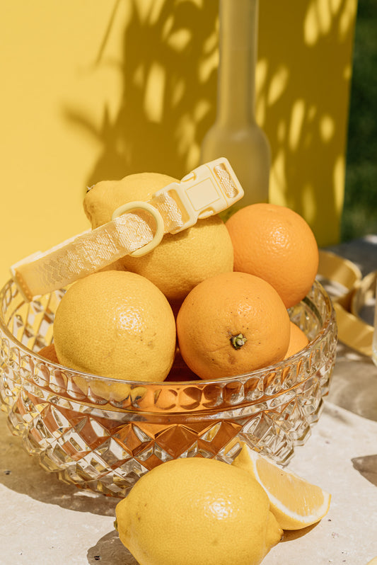 Collier Daily - LIMONCELLO - LARGE - PEACHY DOGS