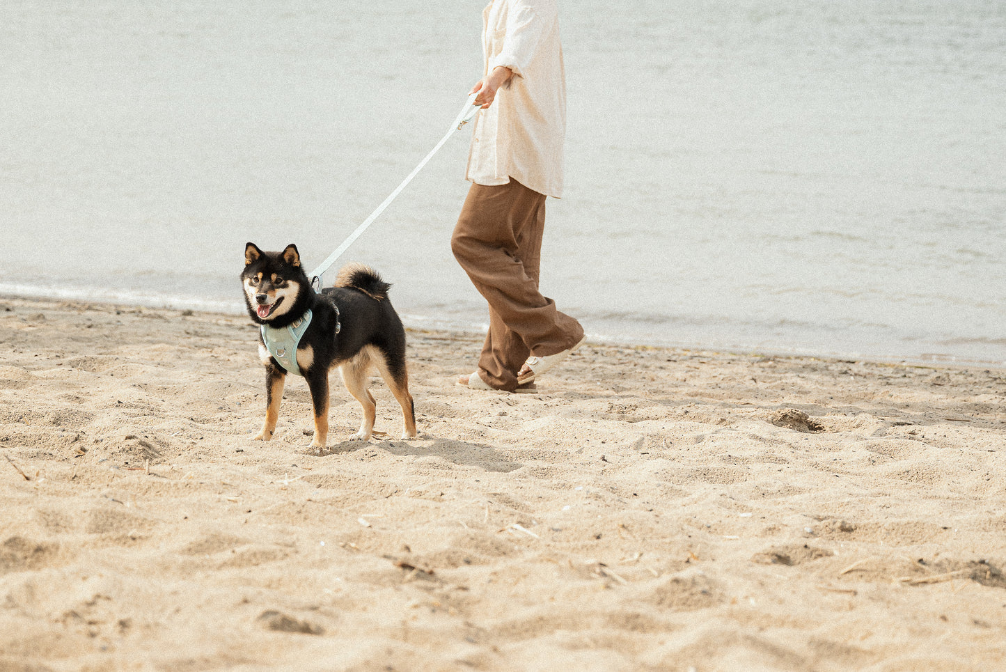 Harnais classique 2.0 - Breeze - PEACHY DOGS