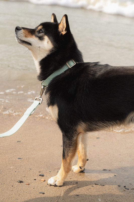 Collier Easy - Breeze - Small - Peachy Dogs