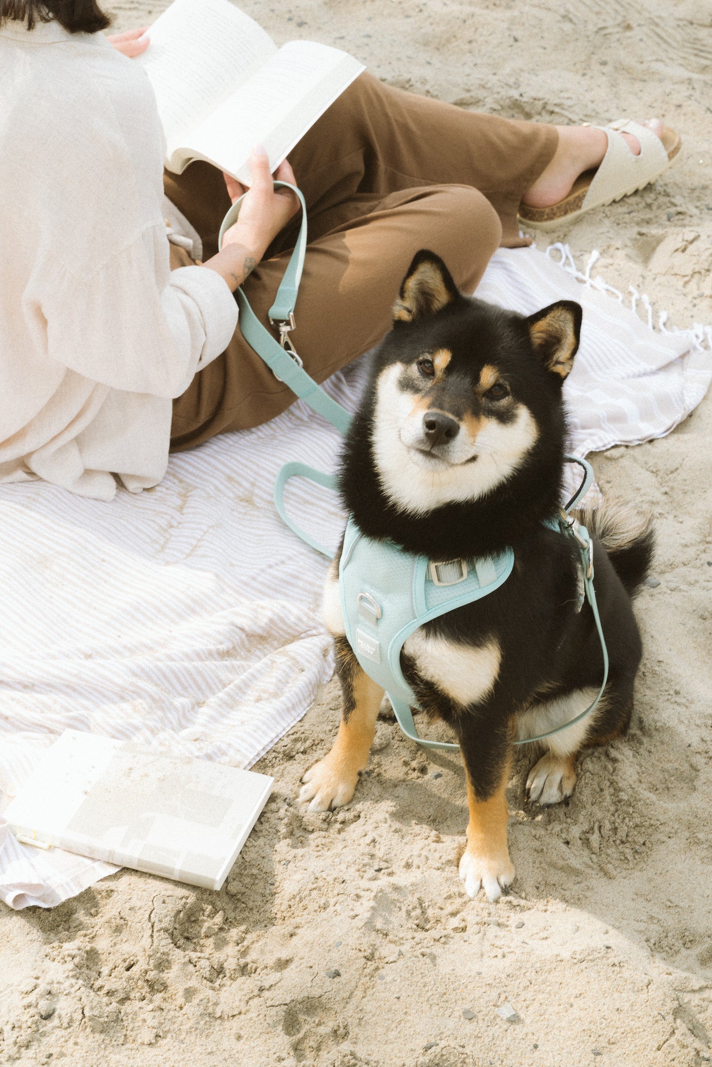 Harnais classique 2.0 - Breeze - PEACHY DOGS