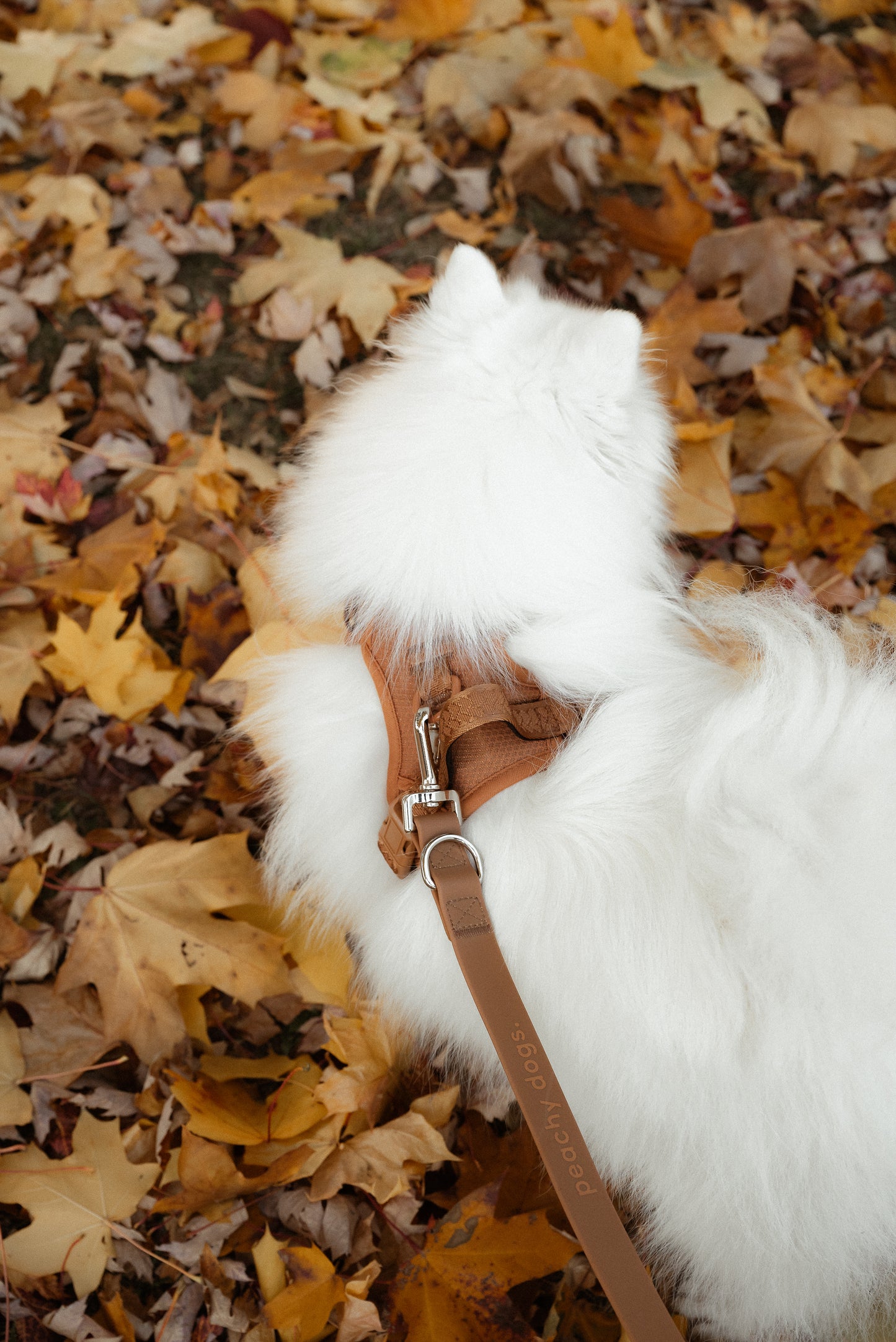 Harnais classique 2.0 - Dulce - PEACHY DOGS