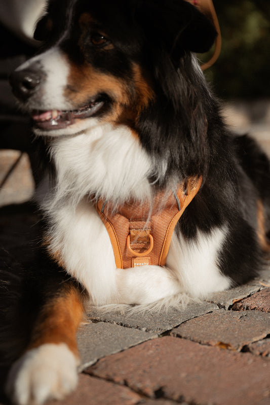 Harnais classique 2.0 - Dulce - PEACHY DOGS