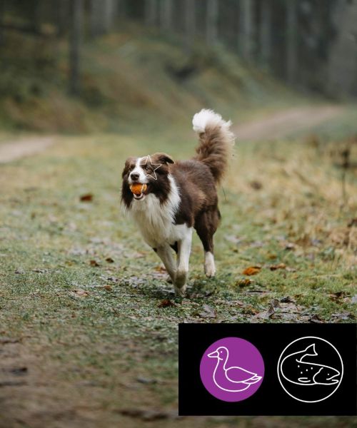 Nourriture Crue pour Chien - Formule Entretien Canard/Saumon 10 lbs - Aliments 5 Étoiles