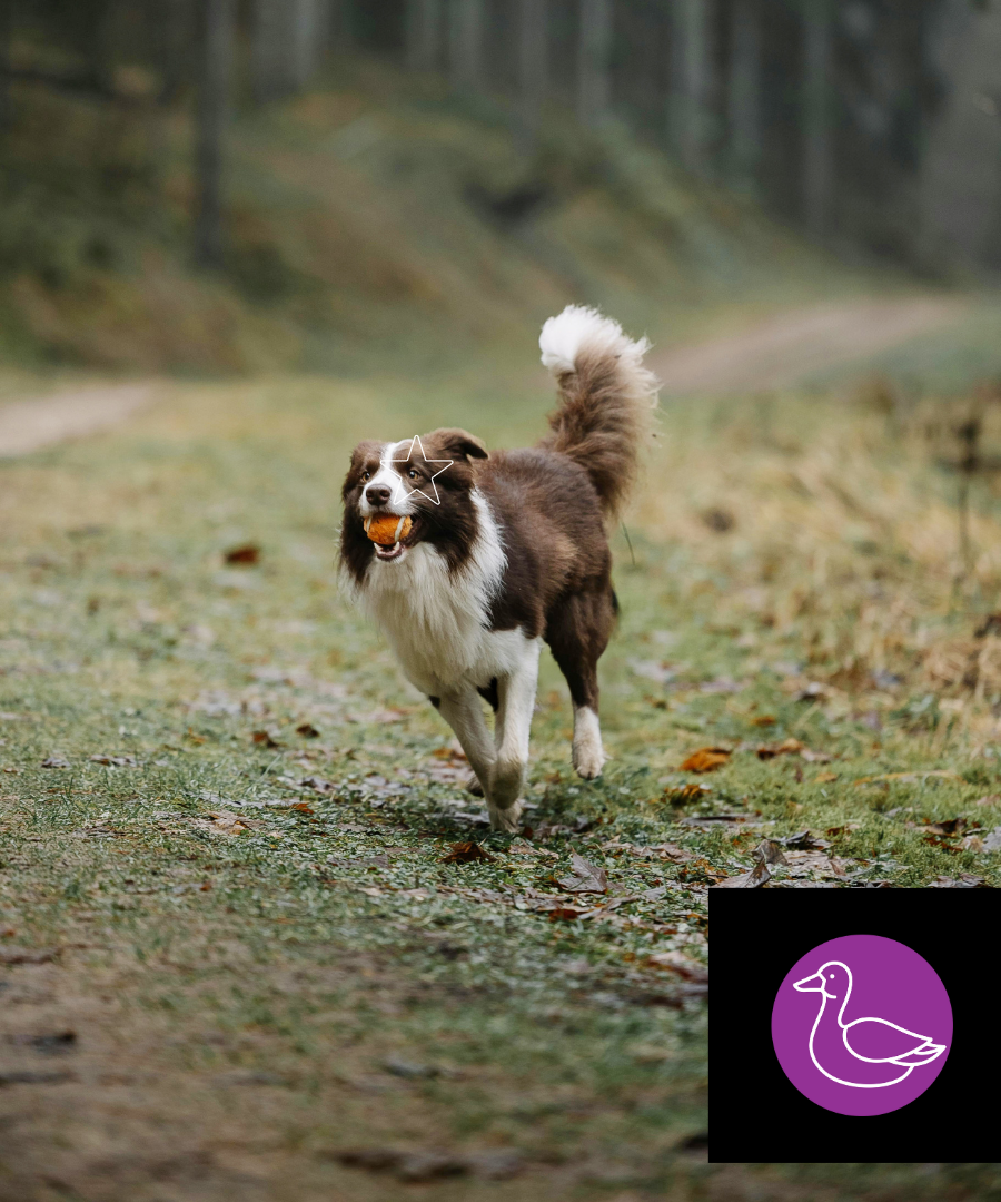 Nourriture Crue pour Chien - Formule Entretien Canard 10 lbs - Aliments 5 Étoiles