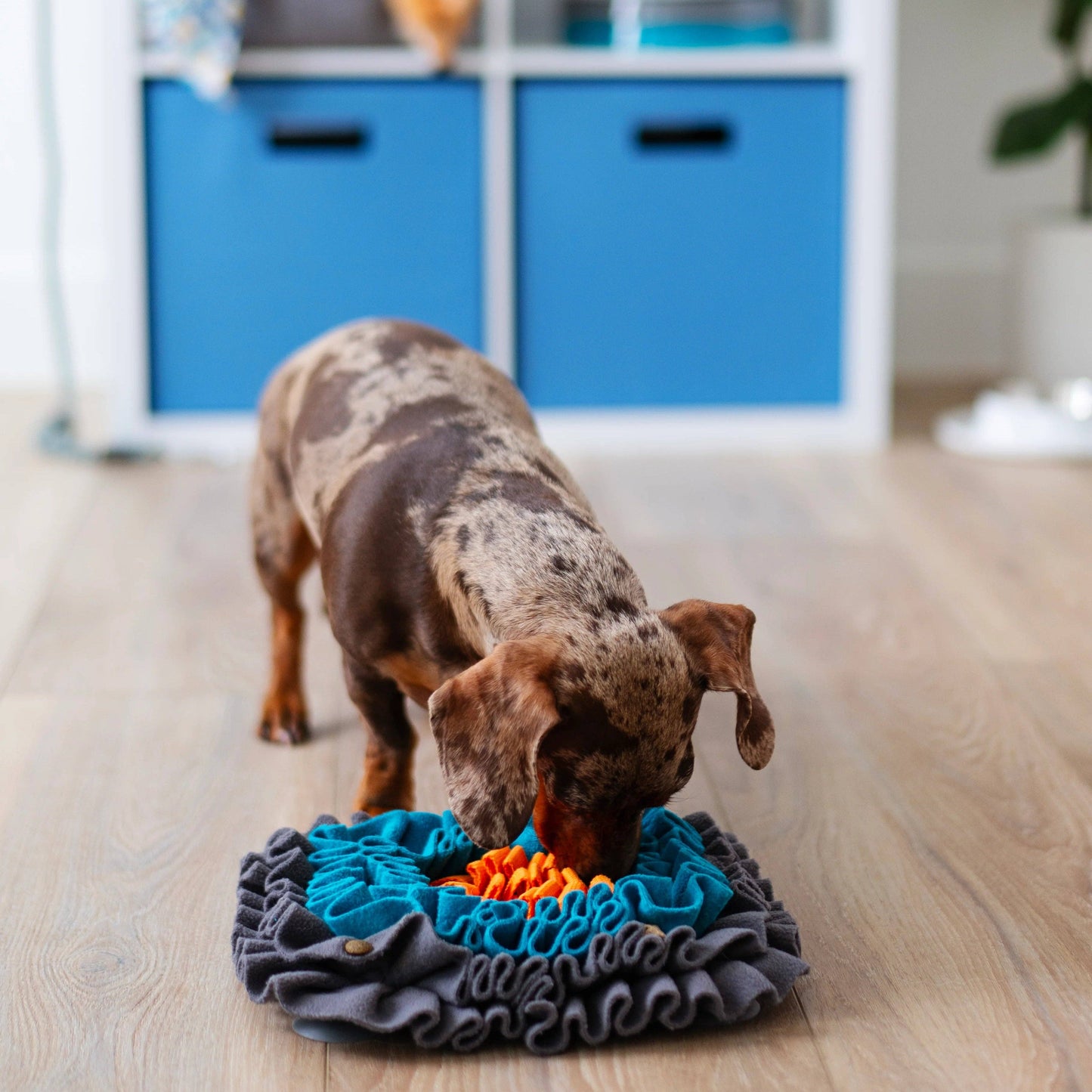 Tapis de fouille - Messy Mutts