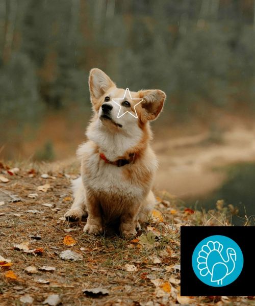 Nourriture Crue pour Chien - Formule Entretien Dinde 10 lbs - Aliments 5 Étoiles