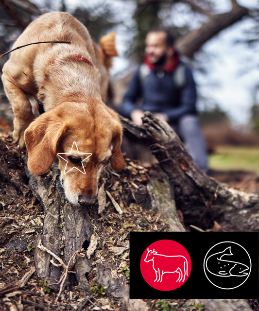 Aliments 5 étoiles - Formule Entretien Boeuf & Saumon 10 lbs