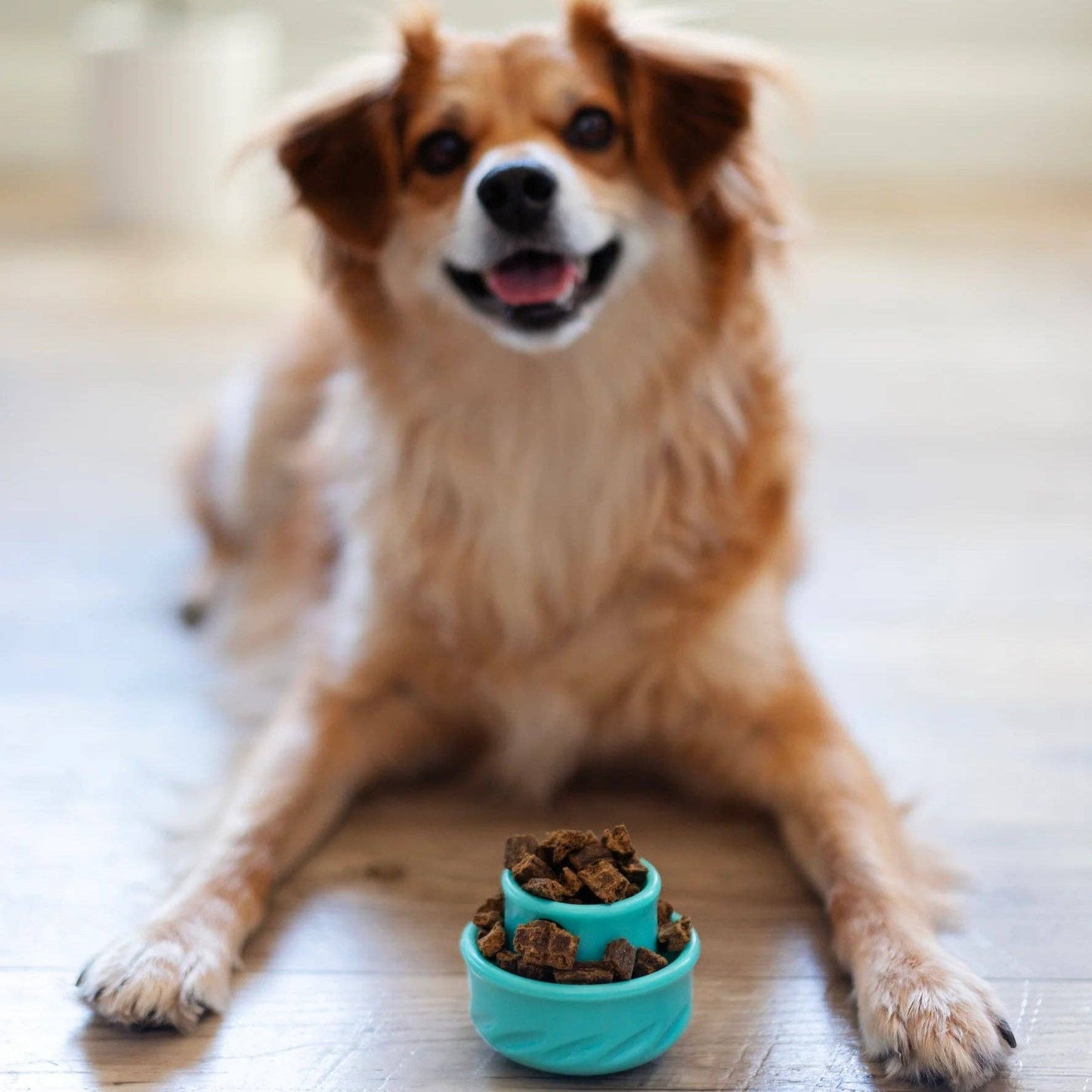 Totally Pooched - Jouet pour chien champignon Puzzle'n Play - Messy Mutts